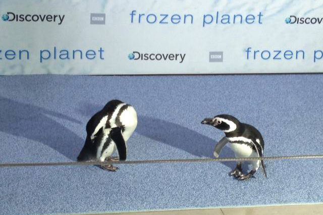 Pete and Penny the penguins, safely arrived in NYC, on the blue carpet last night